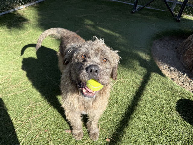 Photo of CHEWY