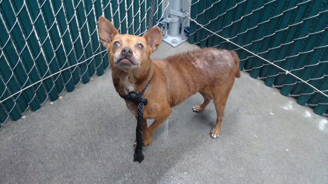 Photo of PLUM