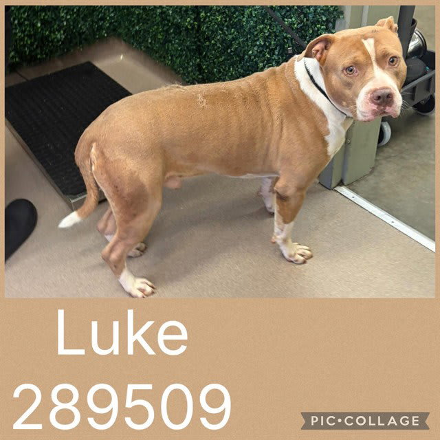 Photo of LUKE