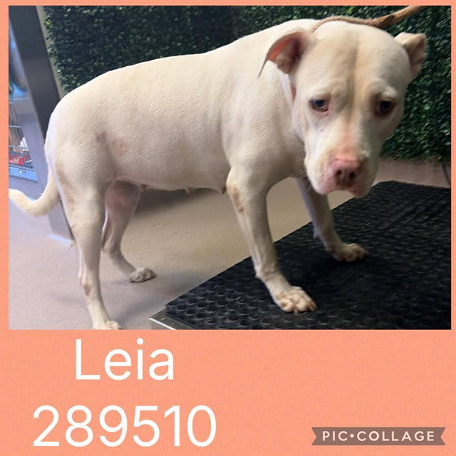 Photo of LEIA