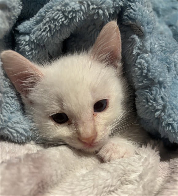 Photo of EKKO