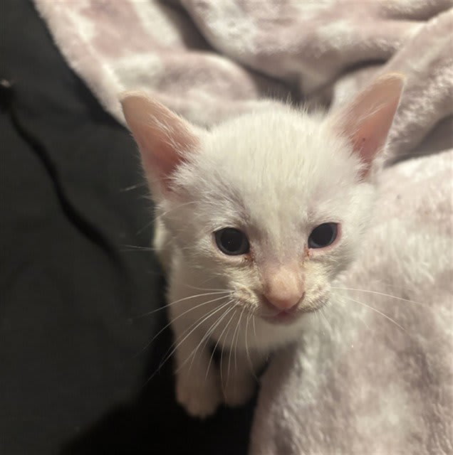 Photo of VIKTOR