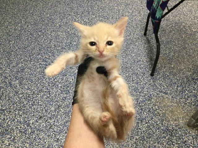 Photo of Cat