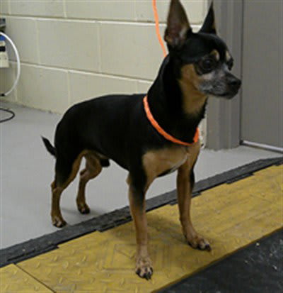Photo of DOBIE