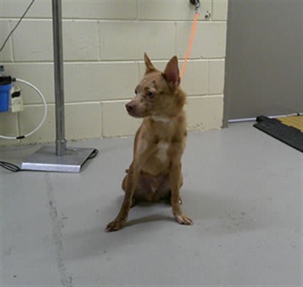 Photo of BRANDY