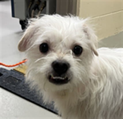 Photo of SNUBBLE