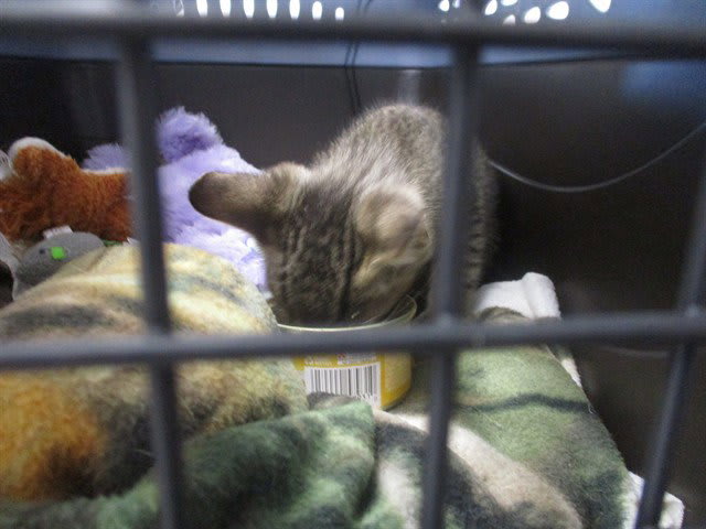 Photo of Cat