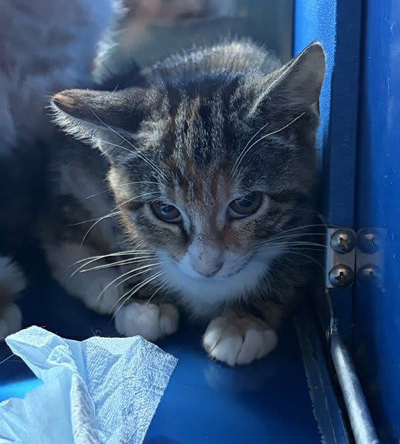 Photo of ELEANOR