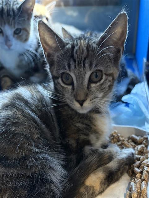 Photo of JOSEPHINE