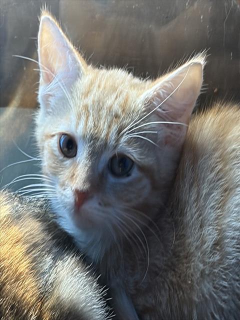 Photo of HENRY