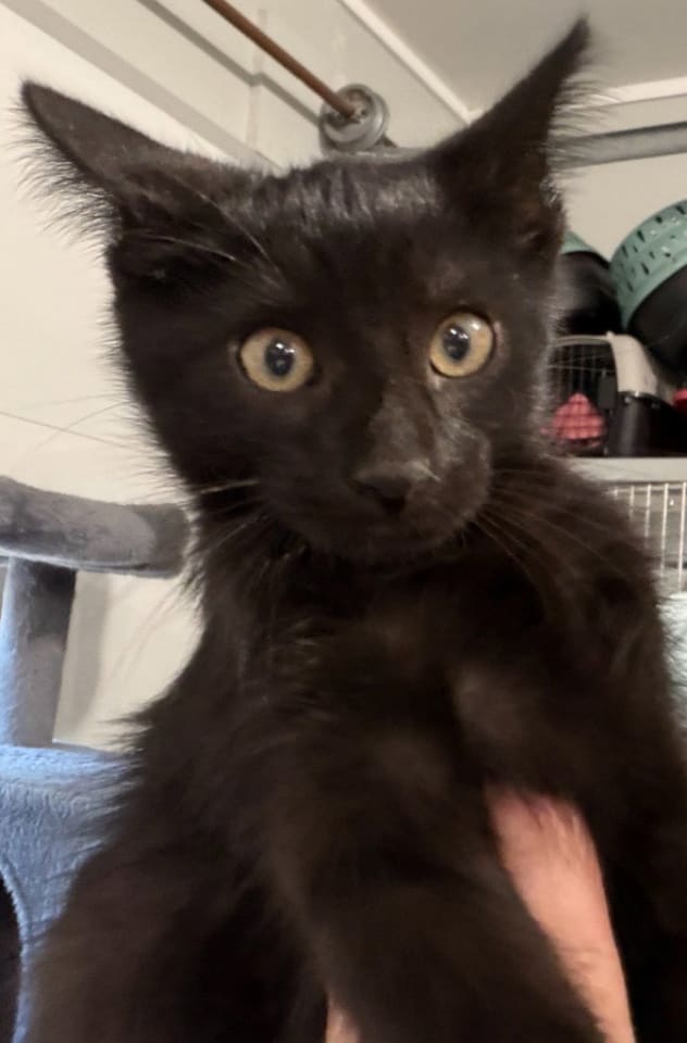 Photo of Nori * IN FOSTER