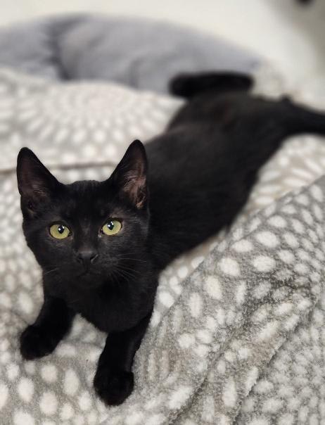Photo of Kitten 28218 (Jet)