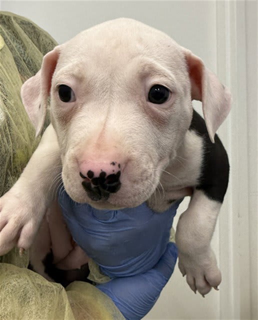 Photo of VIOLET