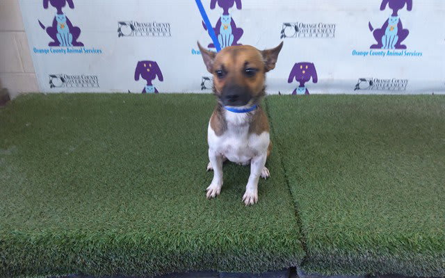 Photo of Dog