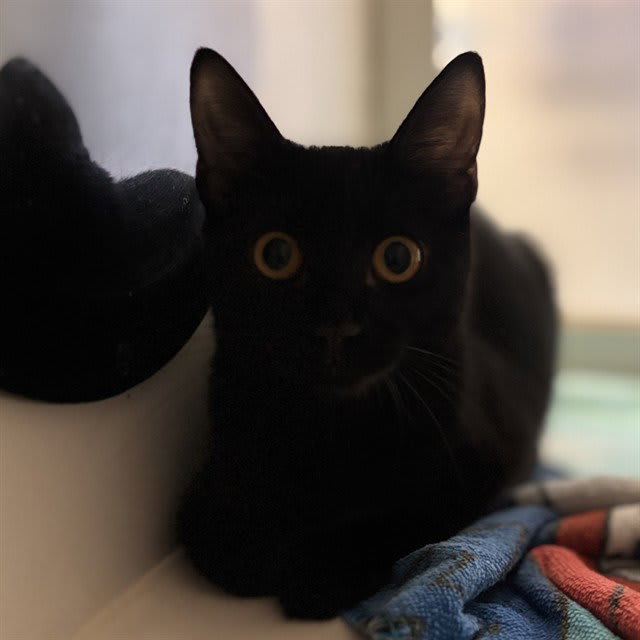 Photo of ONYX