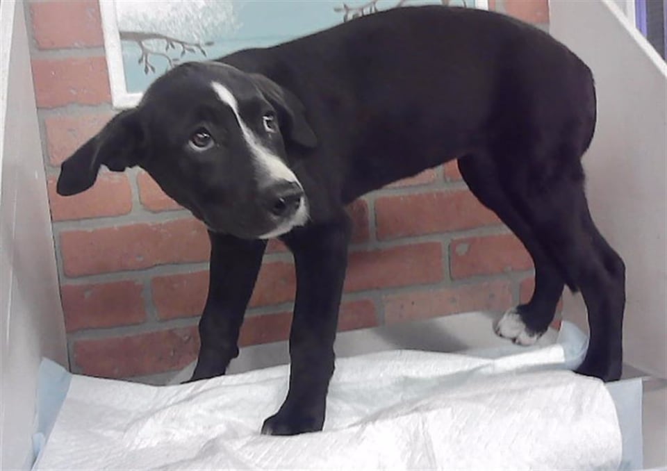 Photo of CHESTNUT