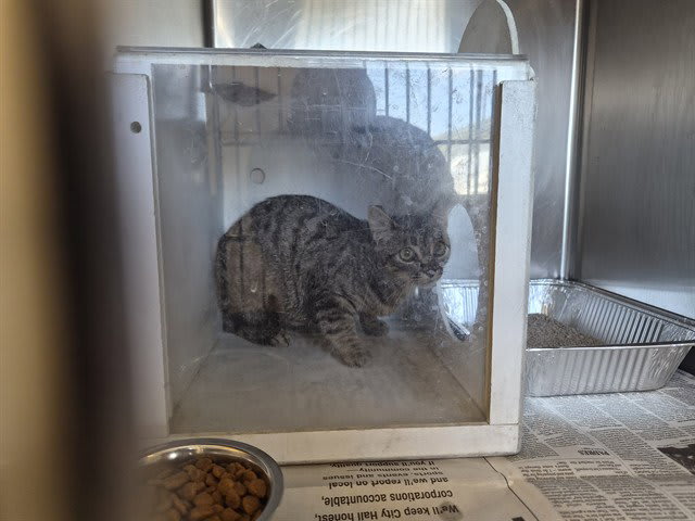 Photo of Cat