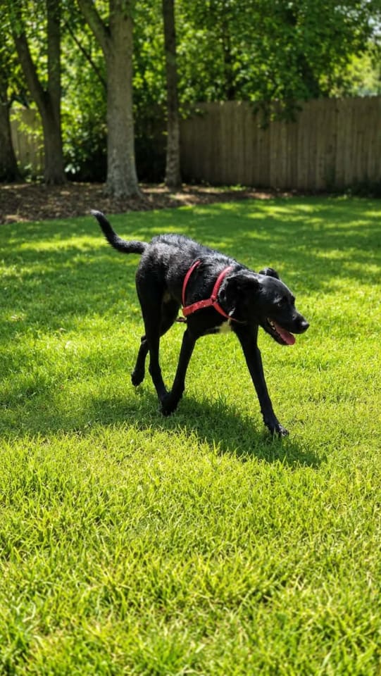 Photo of Stevie - spirited sweetheart