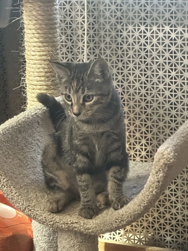 Photo of Chloe **Courtesy Post
