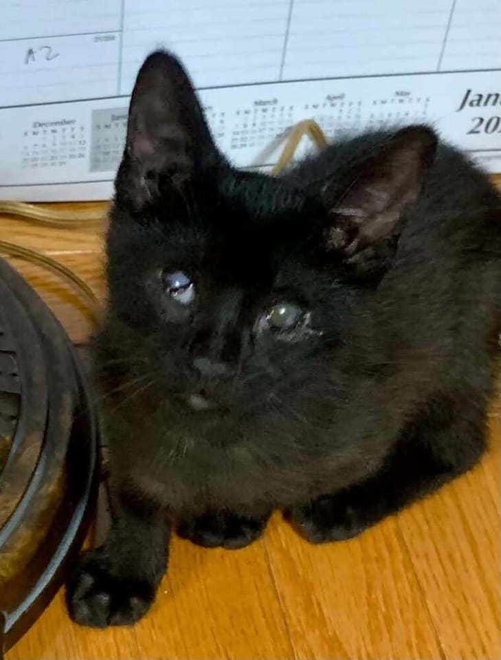 Photo of Quill