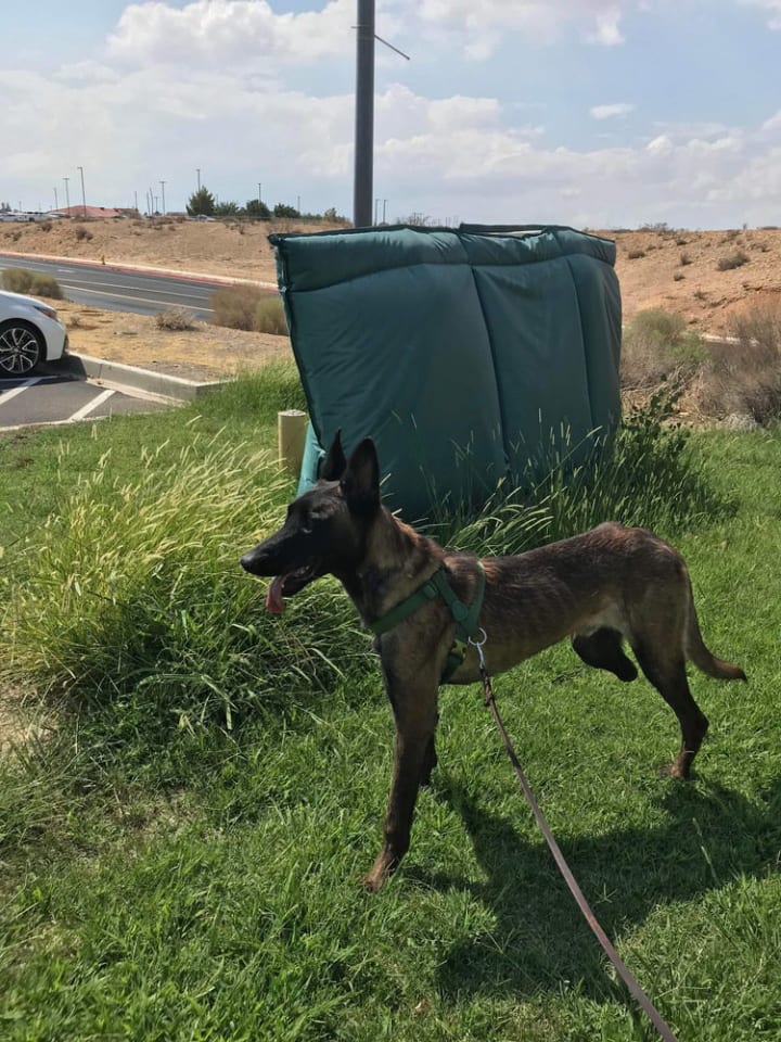 Photo of Lieutenant Dan - Located in CA