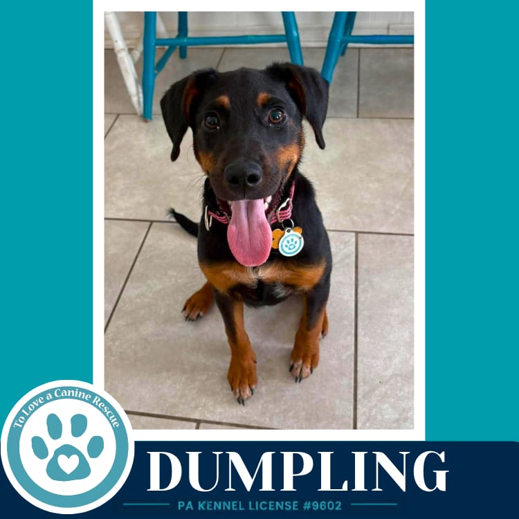 Photo of Dumpling (Dim Sum Duo) 080826