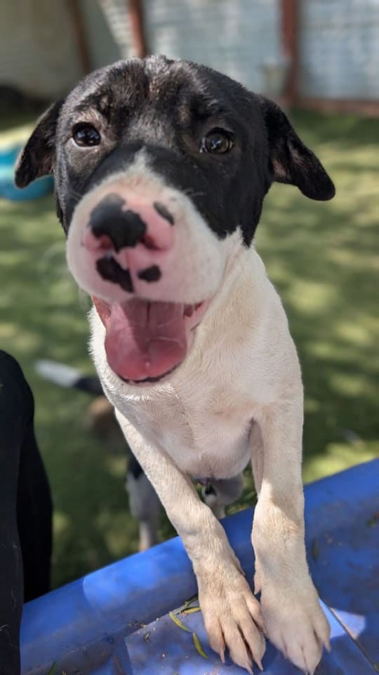 Photo of Harley