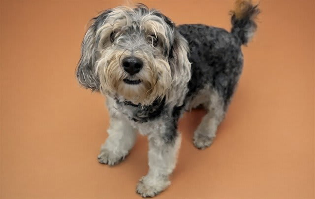 Photo of STRAY NOT AVAILABLE