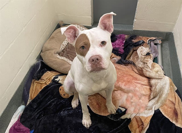 Photo of STRAY NOT AVAILABLE