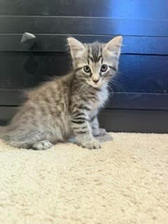 Photo of 26-27 Orion