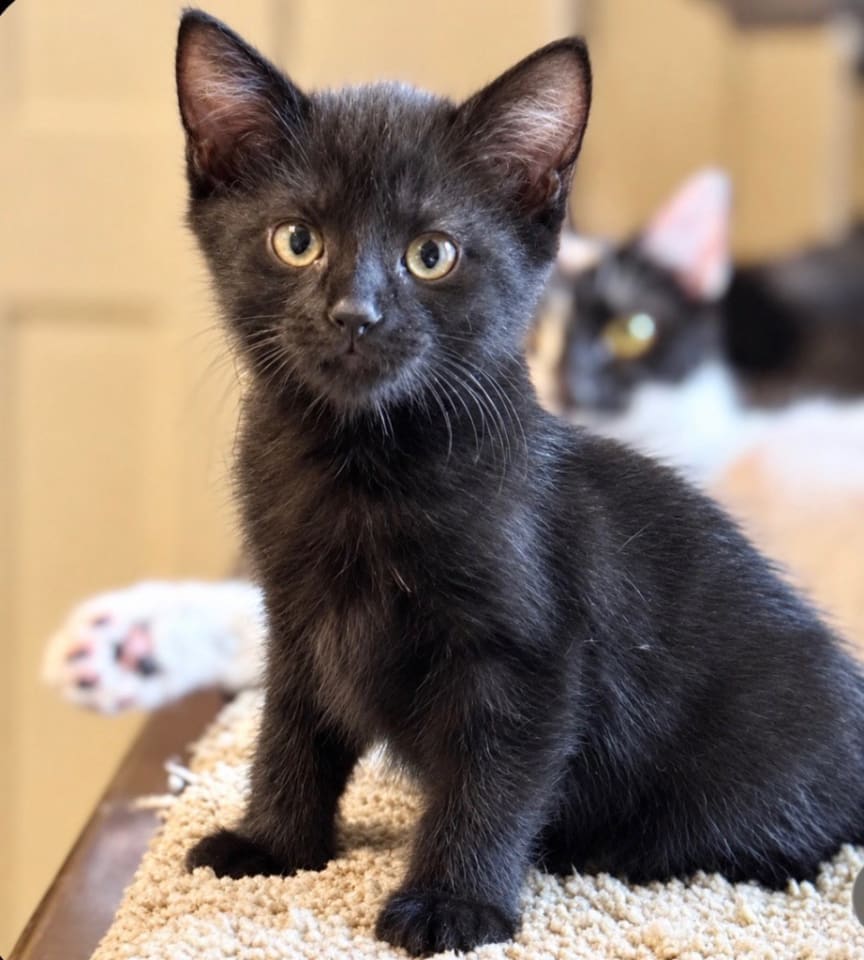 Photo of Boone