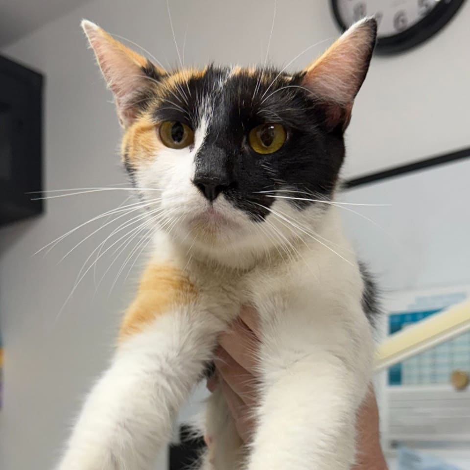 Photo of Bonnie