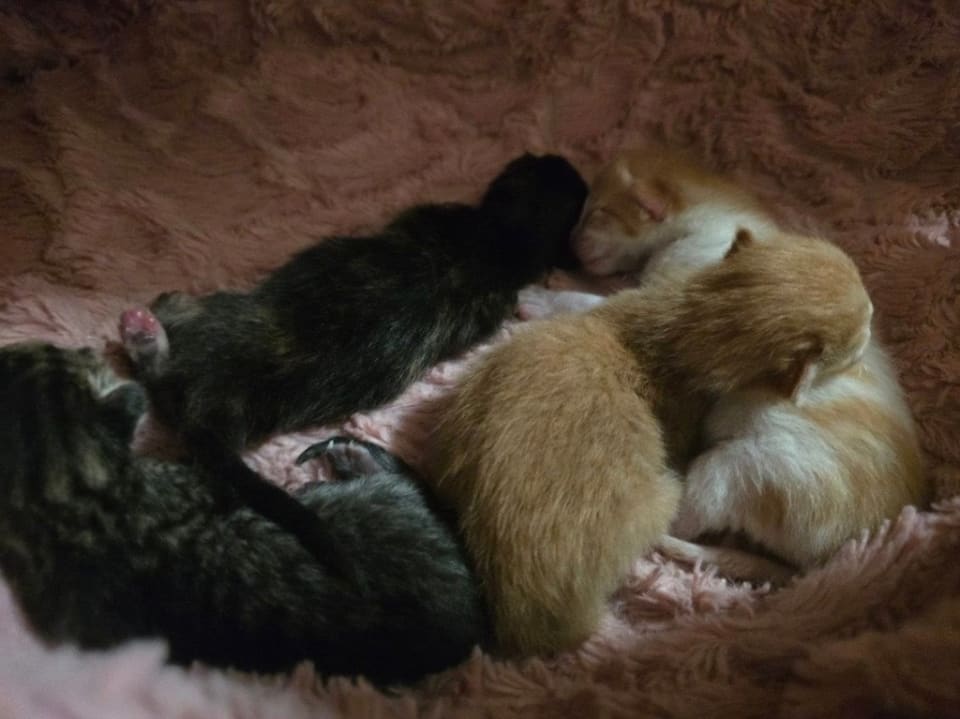 Photo of Kitten3