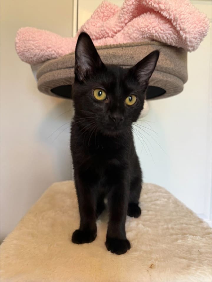 Photo of Gremlin