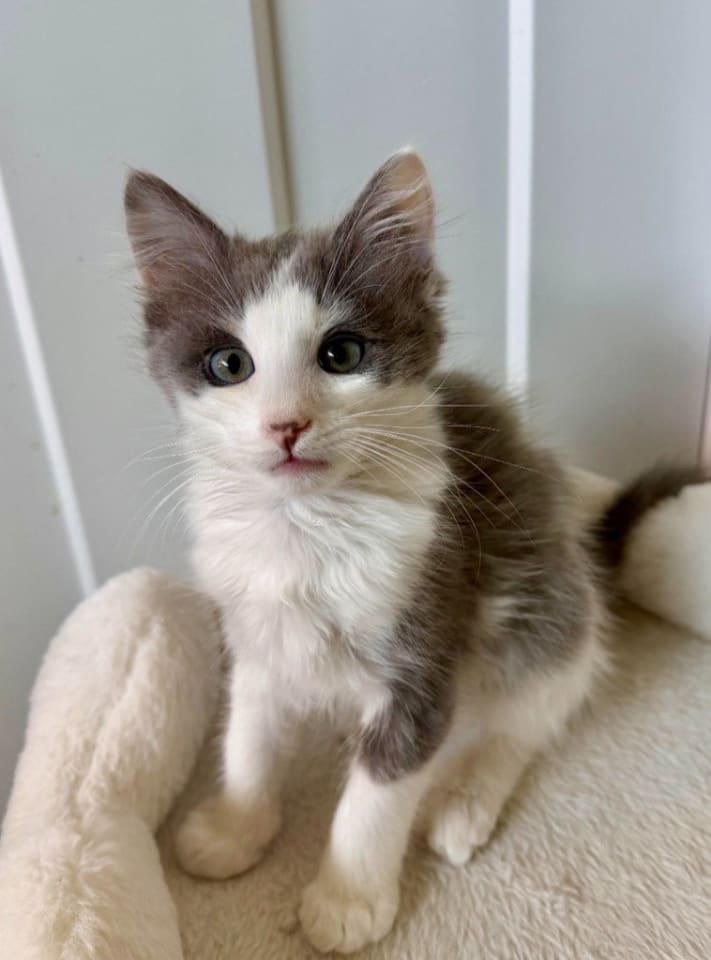 Photo of Louie