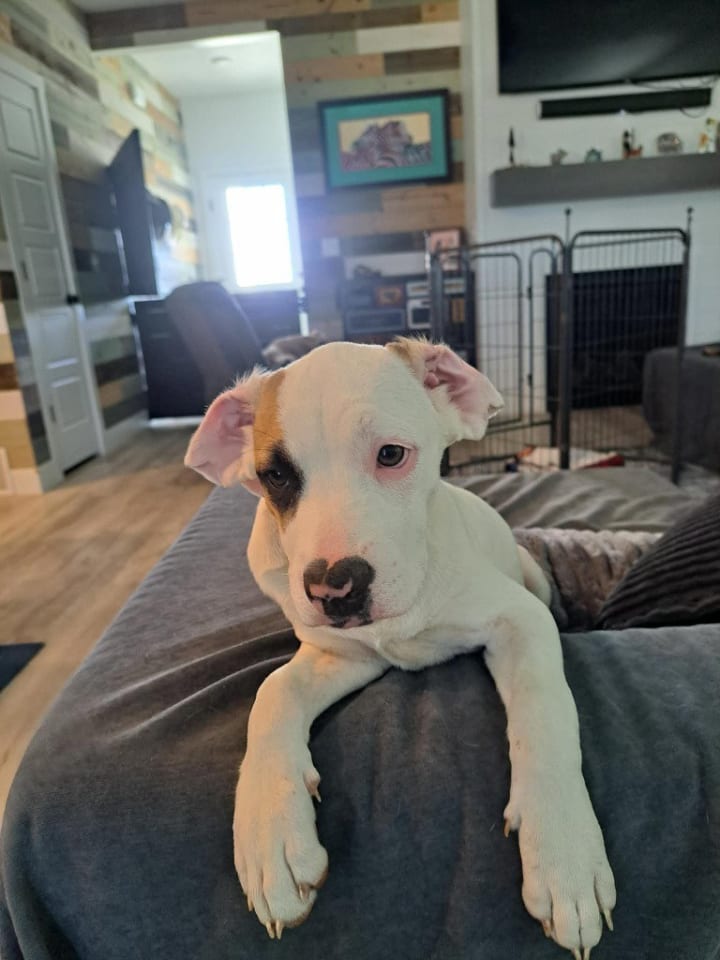 Photo of Nougat