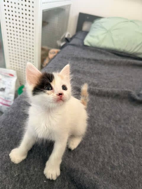 Photo of Rue