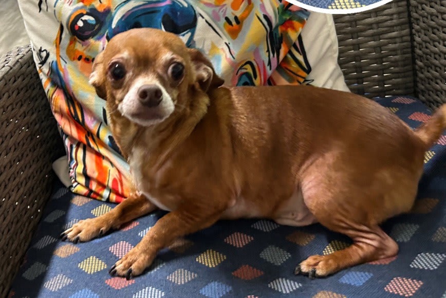 Photo of Gizzie