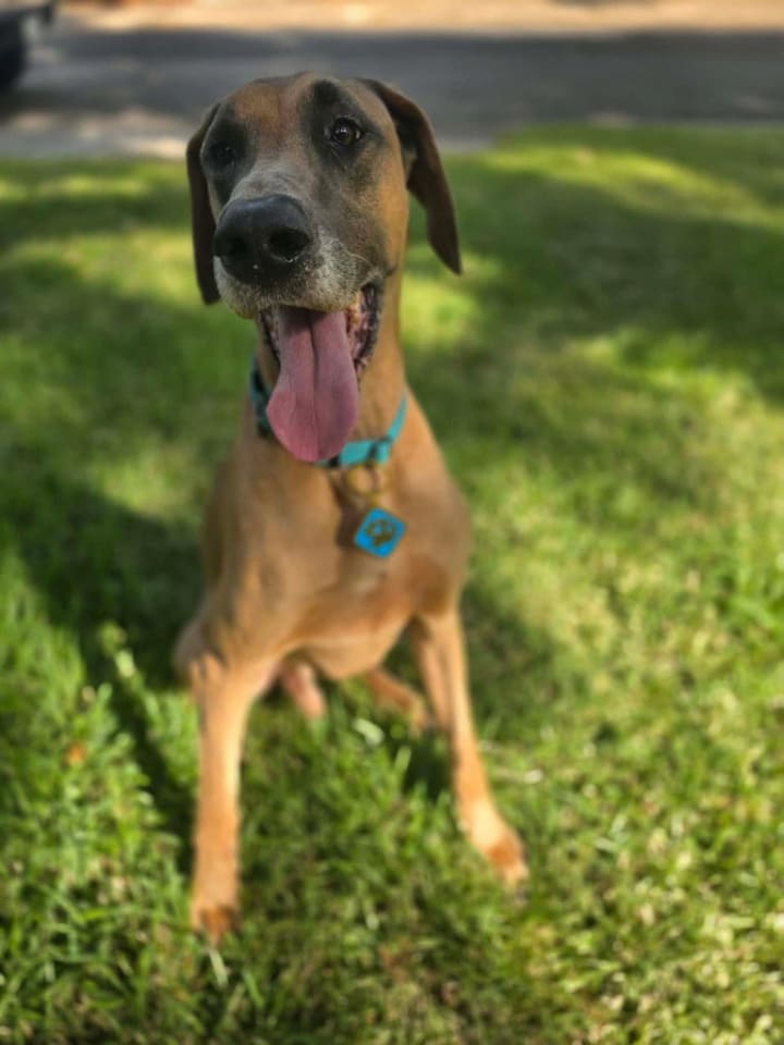 Photo of Scooby Doo