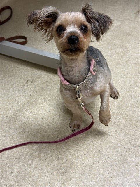 Photo of BUTTERCUP