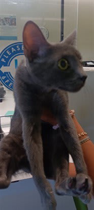 Photo of SMOKEY