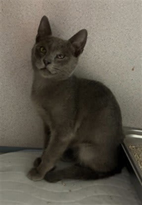 Photo of QUICKSILVER