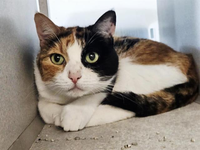 Photo of HONEY