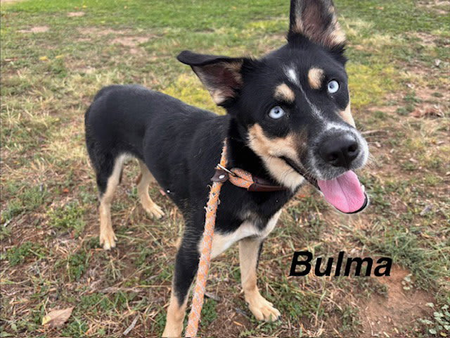 Photo of BULMA