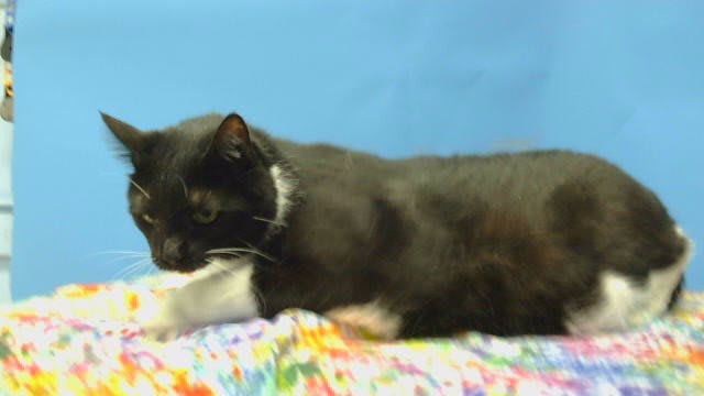 Photo of CHANGELING