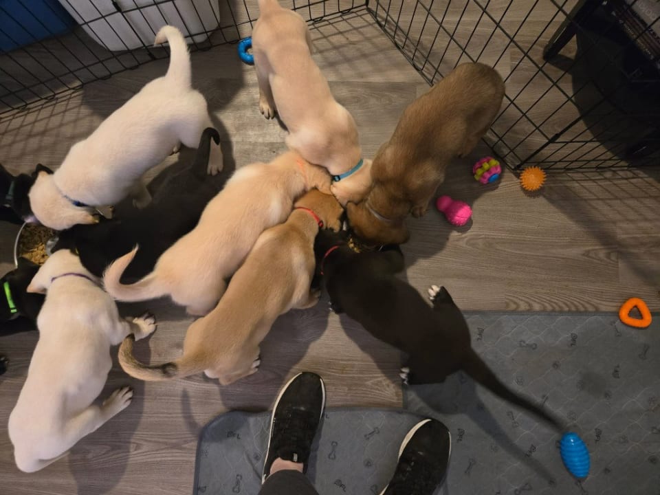 Photo of Sierra's pup Sherman (pink)