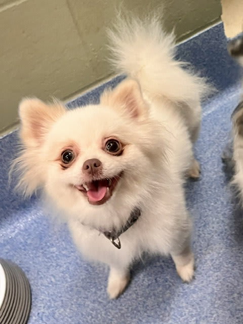 Photo of Oakley