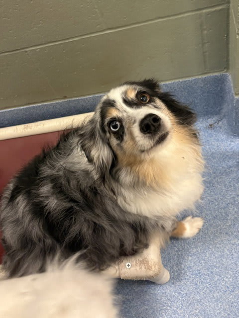 Photo of Blue