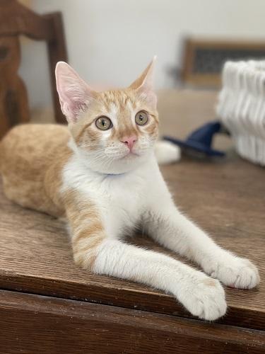 Photo of Kitten 27724 (Pooh)