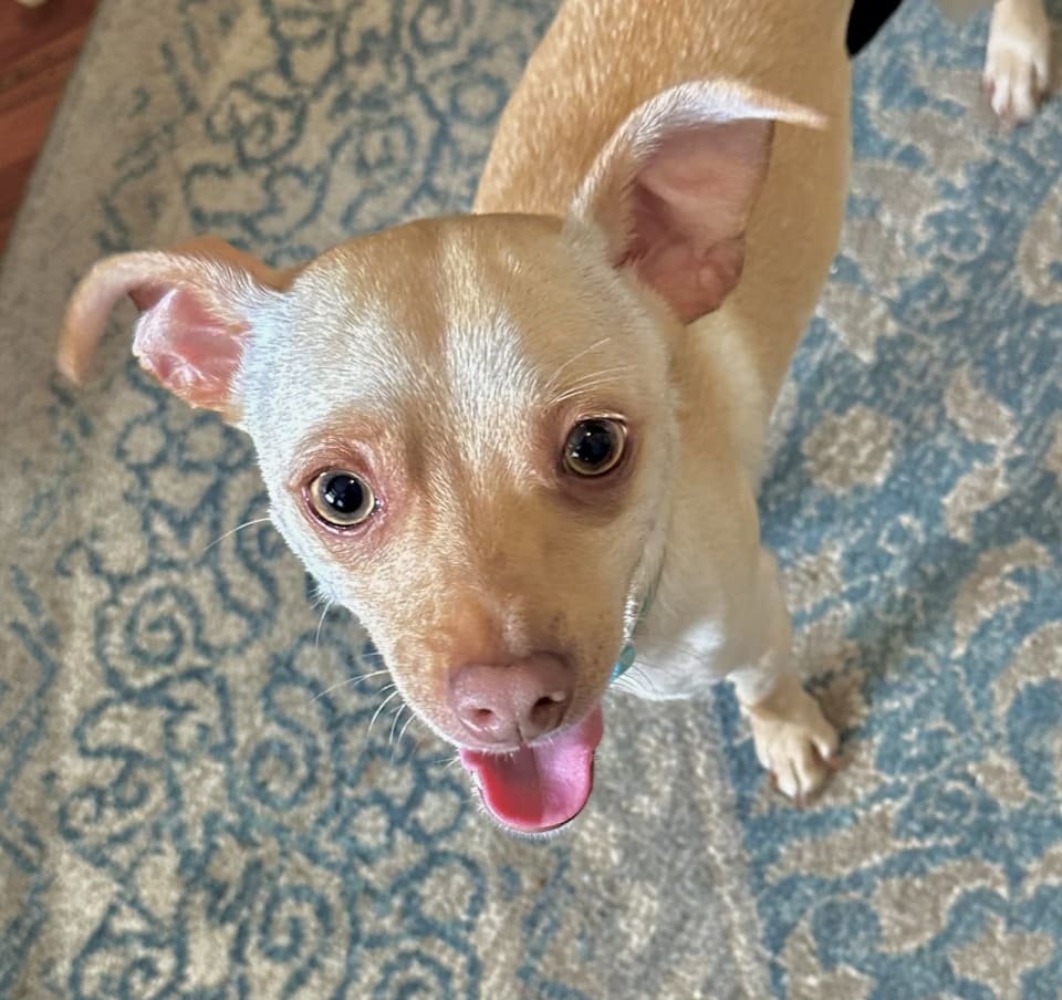 Photo of Copper